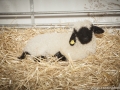 # Comptoir Romont, # Cantin Photo, # Romont, # Fribourg, # Payerne, # Photographe, # Samedi 24.05.2014, # La GlÃ¢ne, # Vaud, # Suisse,